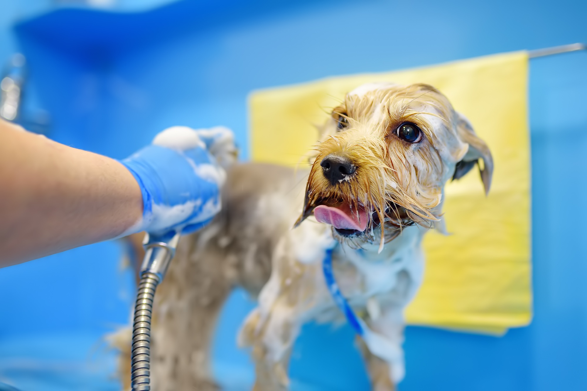 Dog grooming salon. Skillful female groomer washing cute terrier dog using shampoo.