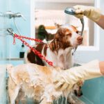 Hands in gloves washing purebred dogs