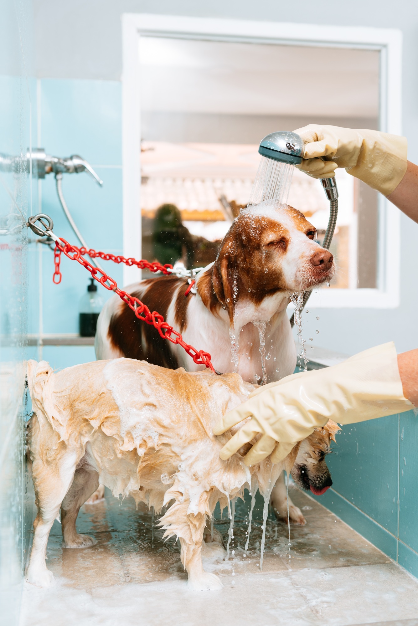 Hands in gloves washing purebred dogs
